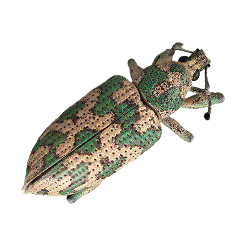 Beetle Specimen Image