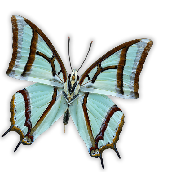 Header image for course