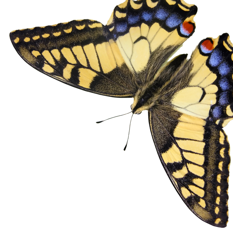 Butterfly Specimen