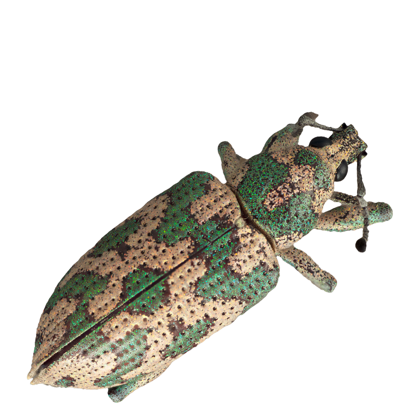 Illustration